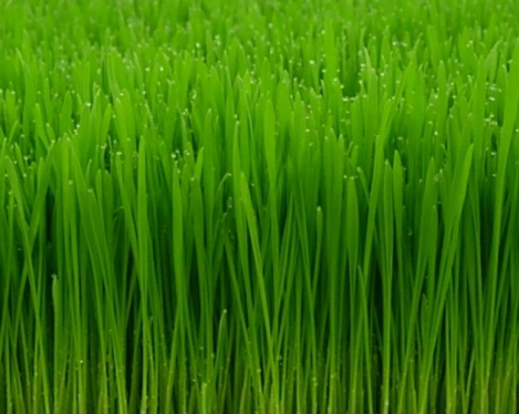 Wheat Grass Powder   