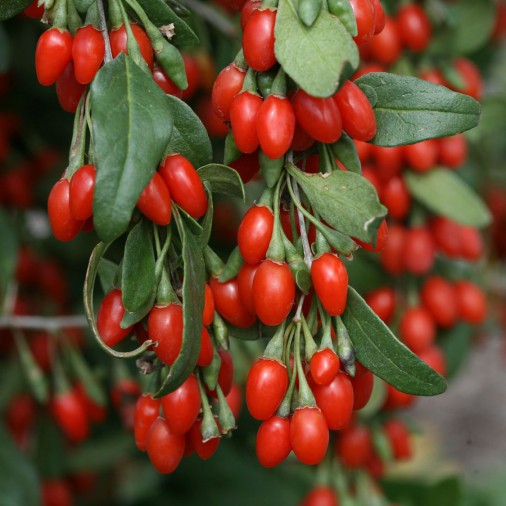 Goji Berry Powder