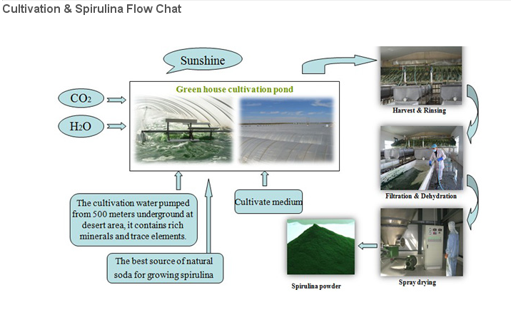 Spirulina & Chlorella Production 