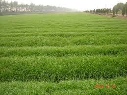 Barley Grass Base