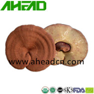 Ganoderma Lucidum (Reishi Mushroom)